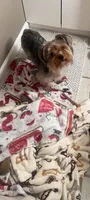 Brownie, a male Yorkshire Terrier for sale in Vallejo, CA – 4 of 6