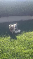 Brownie, a male Yorkshire Terrier for sale in Vallejo, CA – 5 of 6