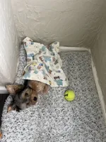 Brownie, a male Yorkshire Terrier for sale in Vallejo, CA – Photo 1 of 5