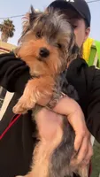 Brownie, a male Yorkshire Terrier for sale in Vallejo, CA – Photo 3 of 5