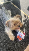 Brownie, a male Yorkshire Terrier for sale in Vallejo, CA – 2 of 6