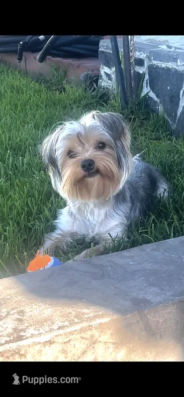 Brownie – Yorkshire Terrier puppy for sale in Vallejo, CA