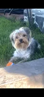 Brownie, a male Yorkshire Terrier for sale in Vallejo, CA – 1 of 6