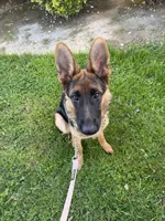 Jane, a female German Shepherd Dog for sale in Corona, CA – 5 of 6