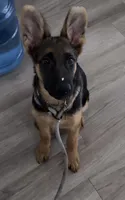Jane, a female German Shepherd Dog for sale in Corona, CA – 2 of 6