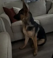 Jane, a female German Shepherd Dog for sale in Corona, CA – 4 of 6
