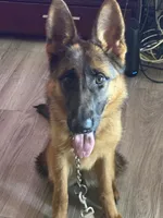 Jane, a female German Shepherd Dog for sale in Corona, CA – 3 of 6
