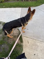 Jane, a female German Shepherd Dog for sale in Corona, CA – 6 of 6