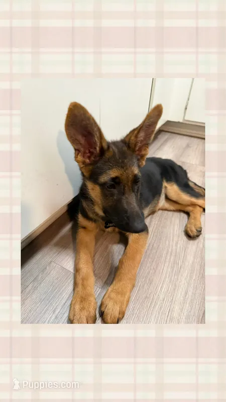 Jane – German Shepherd Dog puppy for sale in Corona, CA