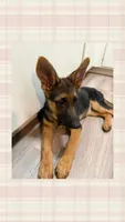 Jane, a female German Shepherd Dog for sale in Corona, CA – 1 of 6