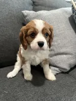 AKC Blenheim Belle , a female Cavalier King Charles Spaniel for sale in Rockport, TX – 3 of 10