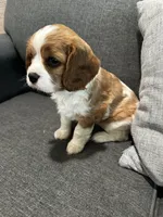 AKC Blenheim Belle , a female Cavalier King Charles Spaniel for sale in Rockport, TX – 5 of 10
