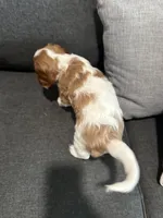 AKC Blenheim Belle , a female Cavalier King Charles Spaniel for sale in Rockport, TX – 4 of 10