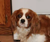 AKC Blenheim Belle , a female Cavalier King Charles Spaniel for sale in Rockport, TX – 9 of 10