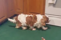 AKC Blenheim Snow White, a female Cavalier King Charles Spaniel for sale in Rockport, TX – 10 of 10