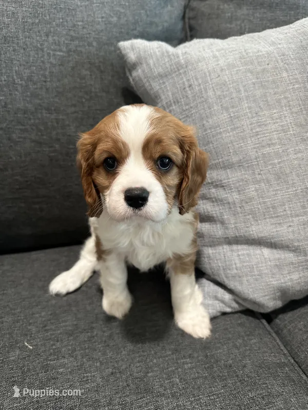 AKC Blenheim Belle  – Cavalier King Charles Spaniel puppy for sale in Rockport, TX