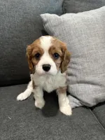AKC Blenheim Belle , a female Cavalier King Charles Spaniel for sale in Rockport, TX – 1 of 10