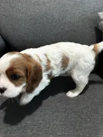 AKC Blenheim Snow White, a female Cavalier King Charles Spaniel for sale in Rockport, TX – 5 of 10
