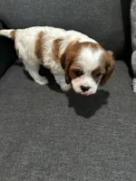 AKC Blenheim Snow White, a female Cavalier King Charles Spaniel for sale in Rockport, TX – 4 of 10
