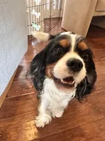 AKC Blenheim Snow White, a female Cavalier King Charles Spaniel for sale in Rockport, TX – 7 of 10