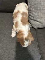 AKC Blenheim Belle , a female Cavalier King Charles Spaniel for sale in Rockport, TX – 2 of 10