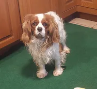 AKC Blenheim Snow White, a female Cavalier King Charles Spaniel for sale in Rockport, TX – 9 of 10