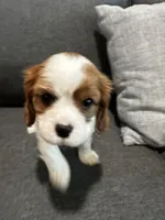 AKC Blenheim Snow White, a female Cavalier King Charles Spaniel for sale in Rockport, TX – 3 of 10