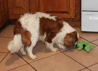 AKC Blenheim Belle , a female Cavalier King Charles Spaniel for sale in Rockport, TX – 10 of 10