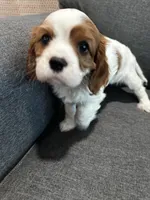 AKC Blenheim Snow White, a female Cavalier King Charles Spaniel for sale in Rockport, TX – 2 of 10