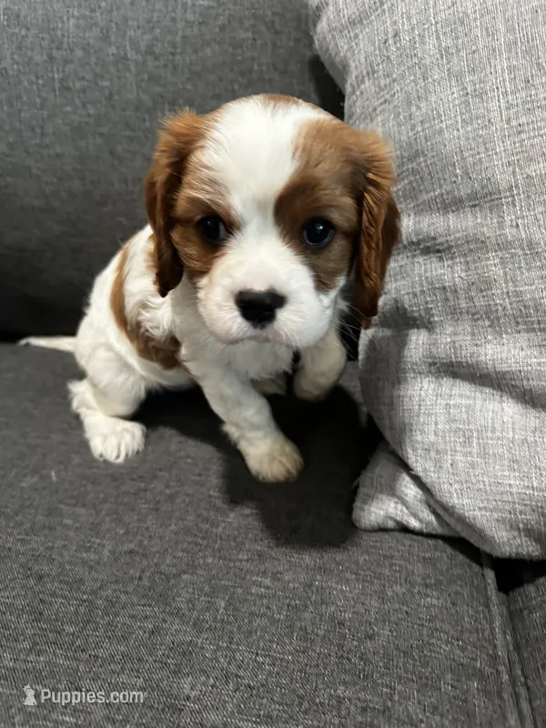 AKC Blenheim Snow White – Cavalier King Charles Spaniel puppy for sale in Rockport, TX