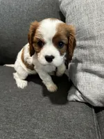 AKC Blenheim Snow White, a female Cavalier King Charles Spaniel for sale in Rockport, TX – 1 of 10