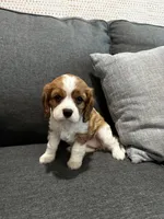 AKC Blenheim Belle , a female Cavalier King Charles Spaniel for sale in Rockport, TX – 6 of 10