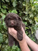 Male Pomapoo, a male Pomapoo for sale in Citrus Heights, CA – 2 of 3