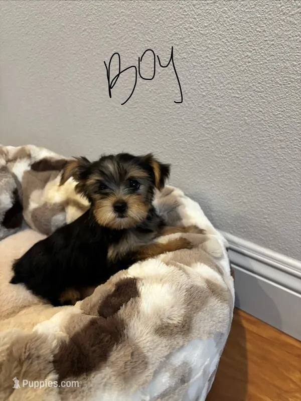 Male Yorkie – Yorkshire Terrier puppy for sale in Citrus Heights, CA