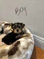 Male Yorkie, a male Yorkshire Terrier for sale in Citrus Heights, CA – 1 of 3