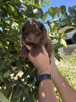 Female pomapoo, a female Pomapoo for sale in Citrus Heights, CA – 1 of 3