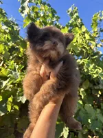 Female Pomapoo, a female Pomapoo for sale in Citrus Heights, CA – 3 of 7