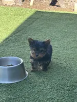 Yorkie runt, a female Yorkshire Terrier for sale in Citrus Heights, CA – Photo 3 of 5