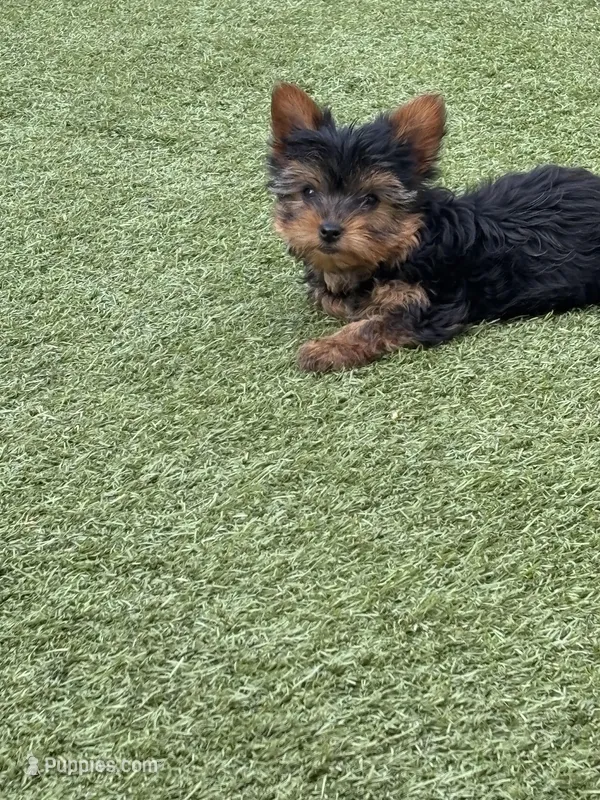 Yorkie runt – Yorkshire Terrier puppy for sale in Citrus Heights, CA