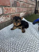 Yorkie runt, a female Yorkshire Terrier for sale in Citrus Heights, CA – Photo 1 of 5