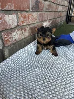Yorkie runt, a female Yorkshire Terrier for sale in Citrus Heights, CA – Photo 2 of 5