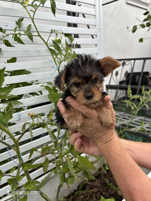 Yorkie girl – Yorkshire Terrier puppy for sale in Citrus Heights, CA
