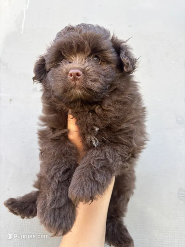 Male pomapoo – Pomapoo puppy for sale in Citrus Heights, CA