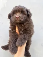 Male pomapoo, a male Pomapoo for sale in Citrus Heights, CA – 1 of 6