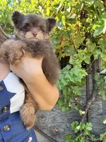 Female Pomapoo, a female Pomapoo for sale in Citrus Heights, CA – 7 of 7