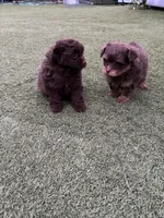 Female Pomapoo, a female Pomapoo for sale in Citrus Heights, CA – 4 of 4