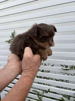 Female Pomapoo, a female Pomapoo for sale in Citrus Heights, CA – 3 of 4