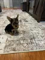 Female yorkie, a female Yorkshire Terrier for sale in Citrus Heights, CA – 2 of 4