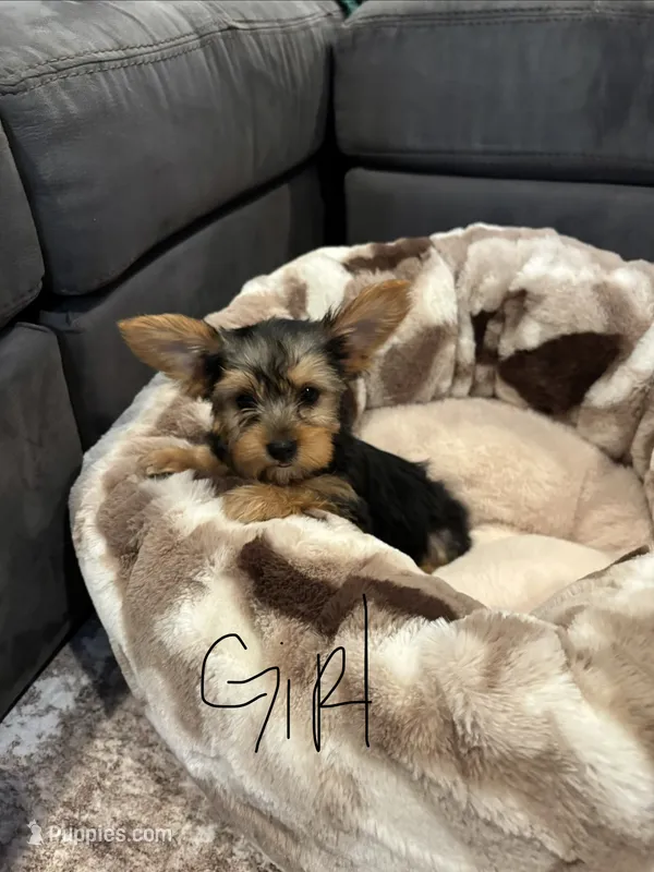 Female yorkie – Yorkshire Terrier puppy for sale in Citrus Heights, CA