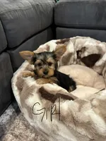 Female yorkie, a female Yorkshire Terrier for sale in Citrus Heights, CA – 1 of 4